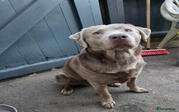 Labrador Retriever dogs for stud: Silver KC Registered Labrador For Stud 🩶 - Image 2