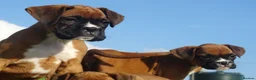 Boxer dogs for sale: Beautiful boxer puppies  - Advert 3