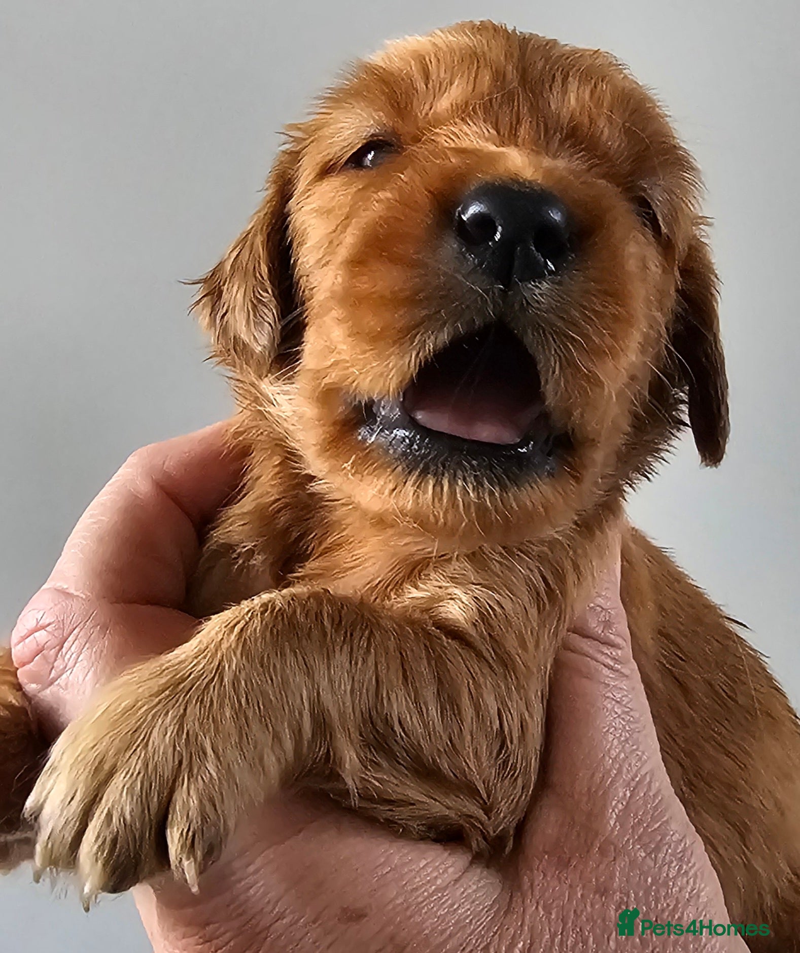 Mixed Breed dogs GOLDEN IRISH MALES - Advert 2