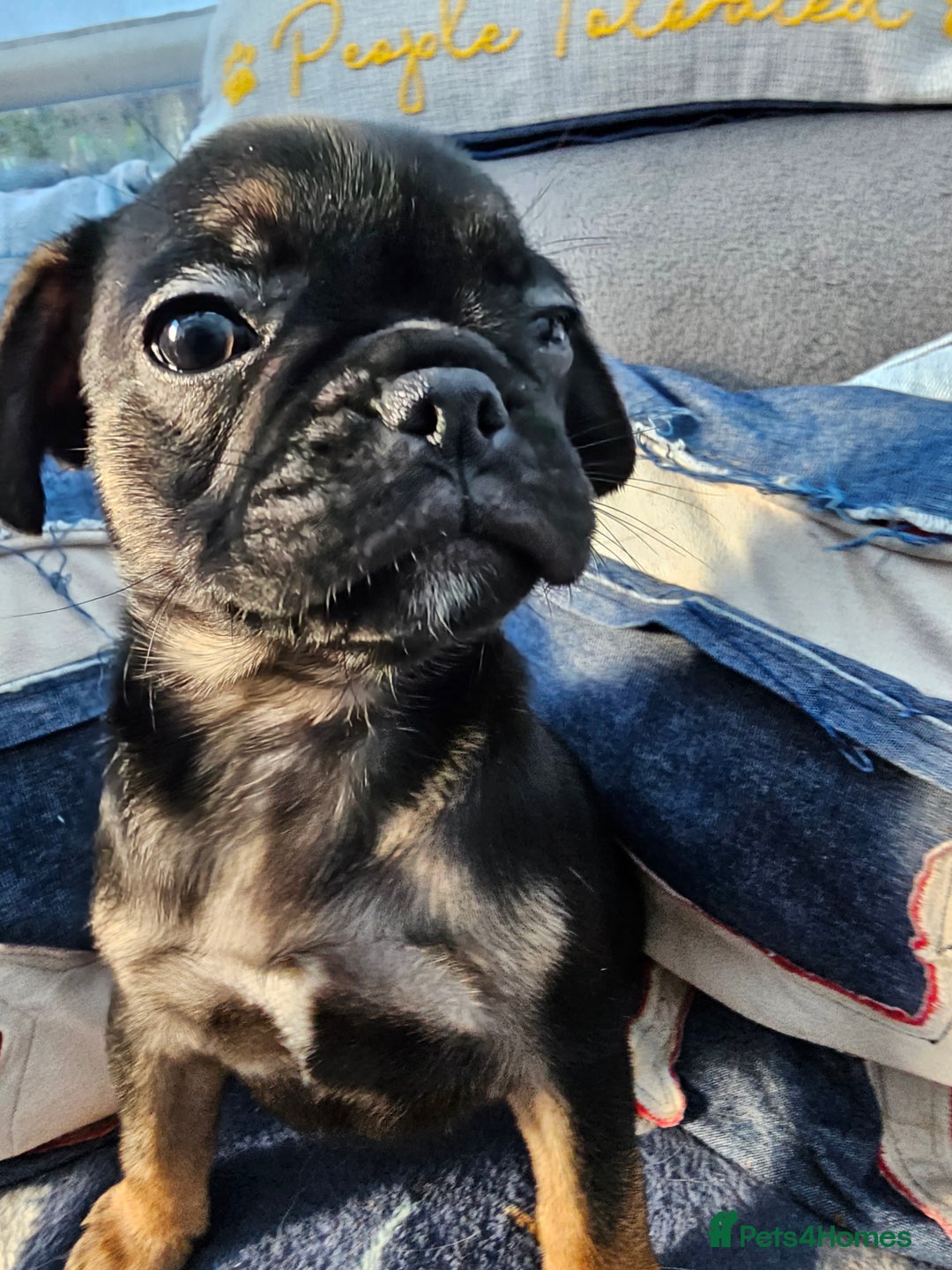 Frug dogs for sale: Frug puppies - Image 3
