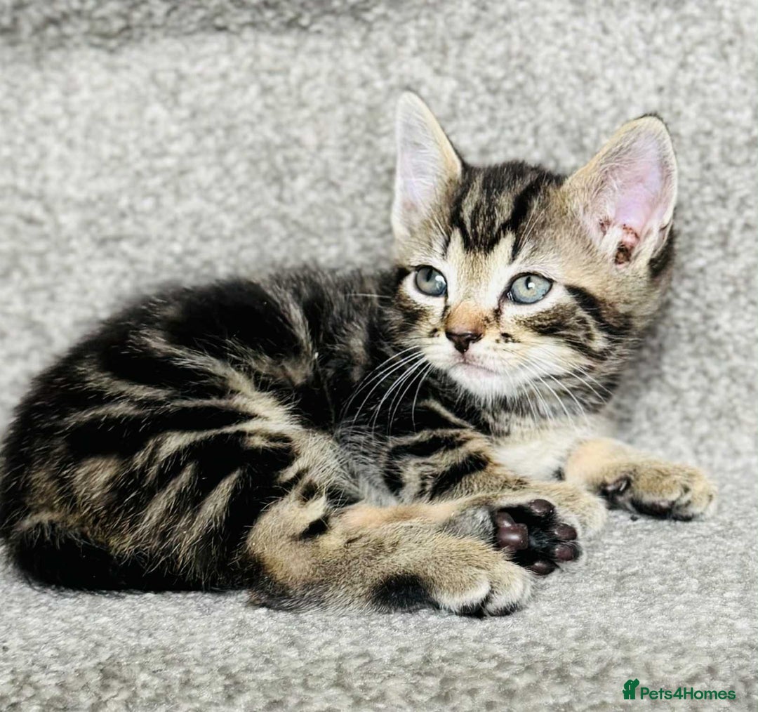 Mixed Breed cats for sale: Stunning Turkish angora x Maine coon - Image 11