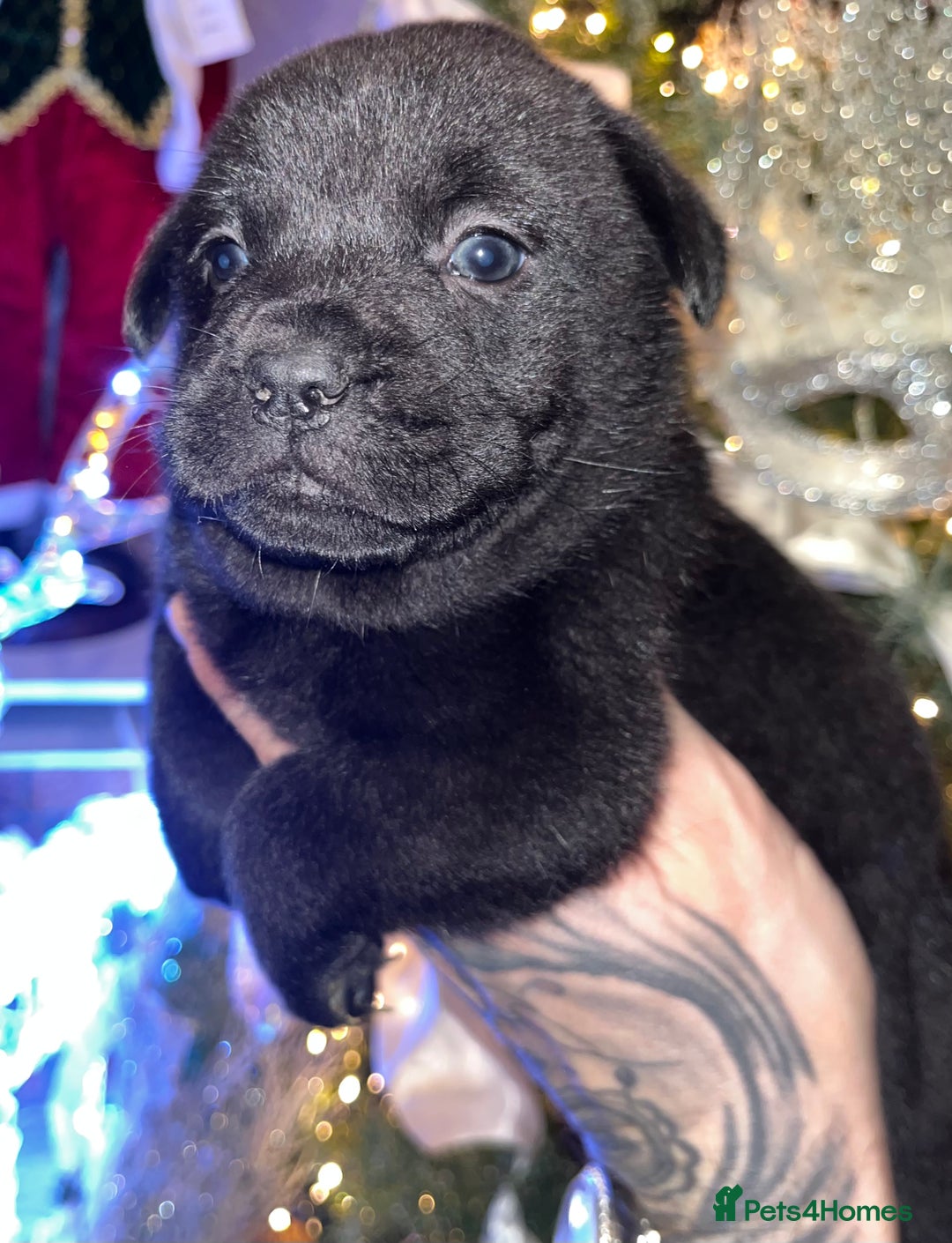 Mixed Breed dogs for sale: 5 frow frow puppies! 😍 - Advert 6