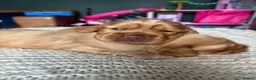 Cocker Spaniel dogs for sale: Stunning KC REG show cocker spaniel puppy’s  - Advert 5