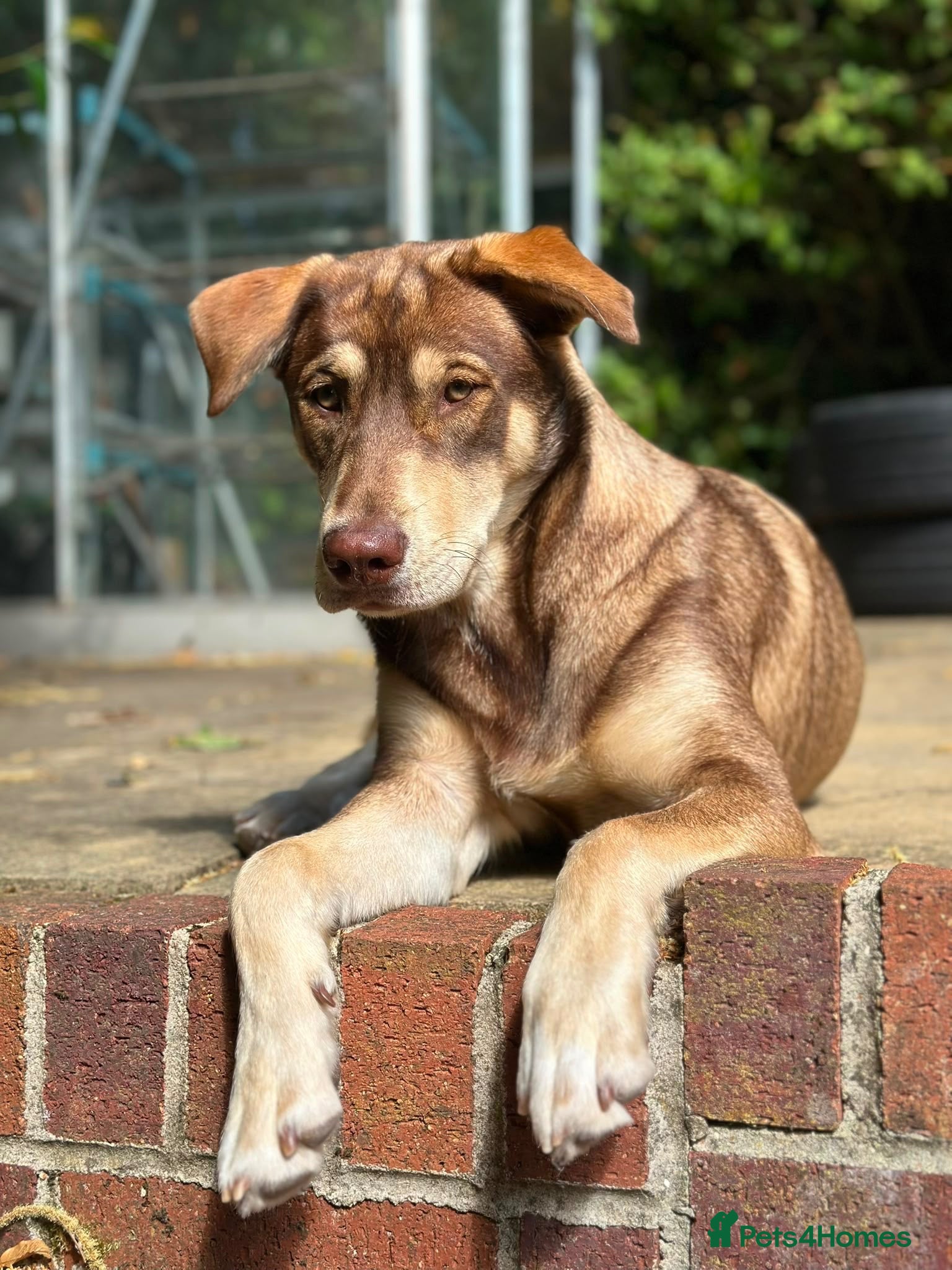 Mixed Breed dogs Red fox Labrador/husky - Advert 1