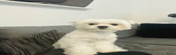 Maltese dogs for sale: 1 maltese male  in Hull - Advert 1