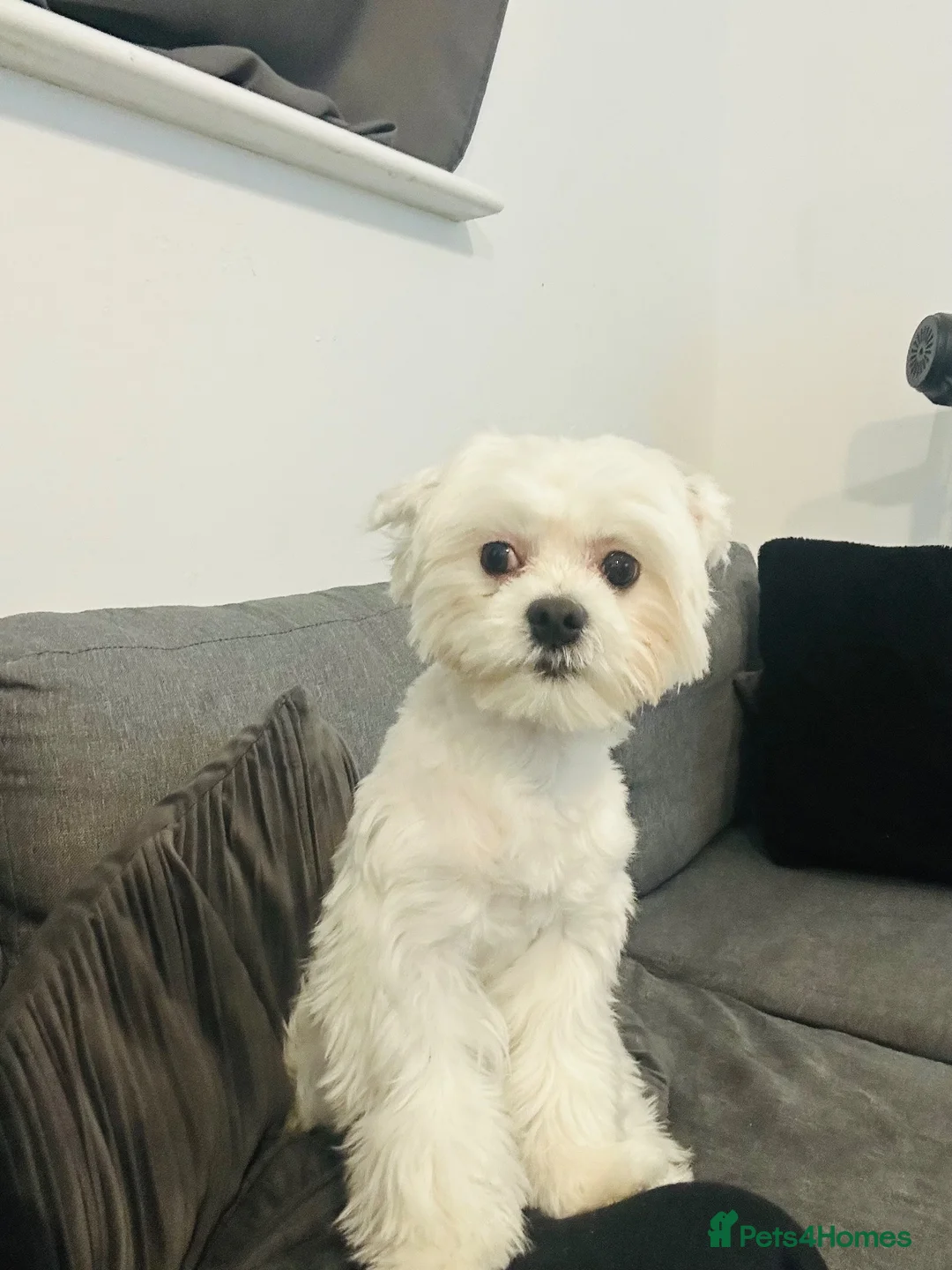 Maltese dogs for sale: 1 maltese male  in Hull - Advert 1