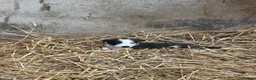 Border Collie dogs for sale: 7 collie puppies for sale  in Okehampton - Advert 17