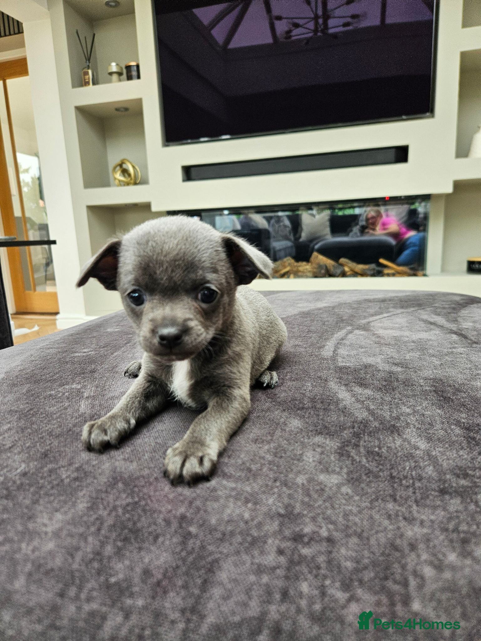 Chihuahua dogs Only 2 left Smoothcoat Chihuahua puppies for sale - Advert 2