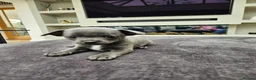 Chihuahua dogs for sale: Only 1 left ## Smoothcoat Chihuahua puppy for sale - Advert 9