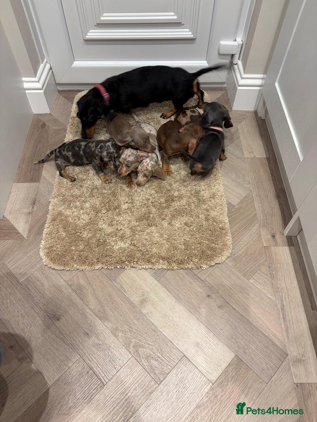 Miniature Dachshund dogs for sale: Miniature dachshund  - Advert 14