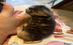 Mixed Breed cats for sale: Beautiful mixed breed kittens  - Image 6