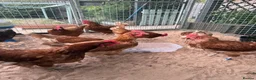 Chickens poultry for sale: Flock of 8 chickens for sale  - Advert 1