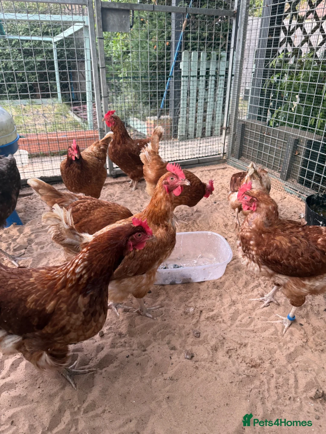 Chickens poultry for sale: Flock of 8 chickens for sale  - Advert 1