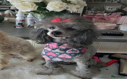 Toy Poodle dogs for stud: *STUD AVAILABLE*FULL PEDIGREE SILVER TOY POODLE in Colwyn Bay - Image 3