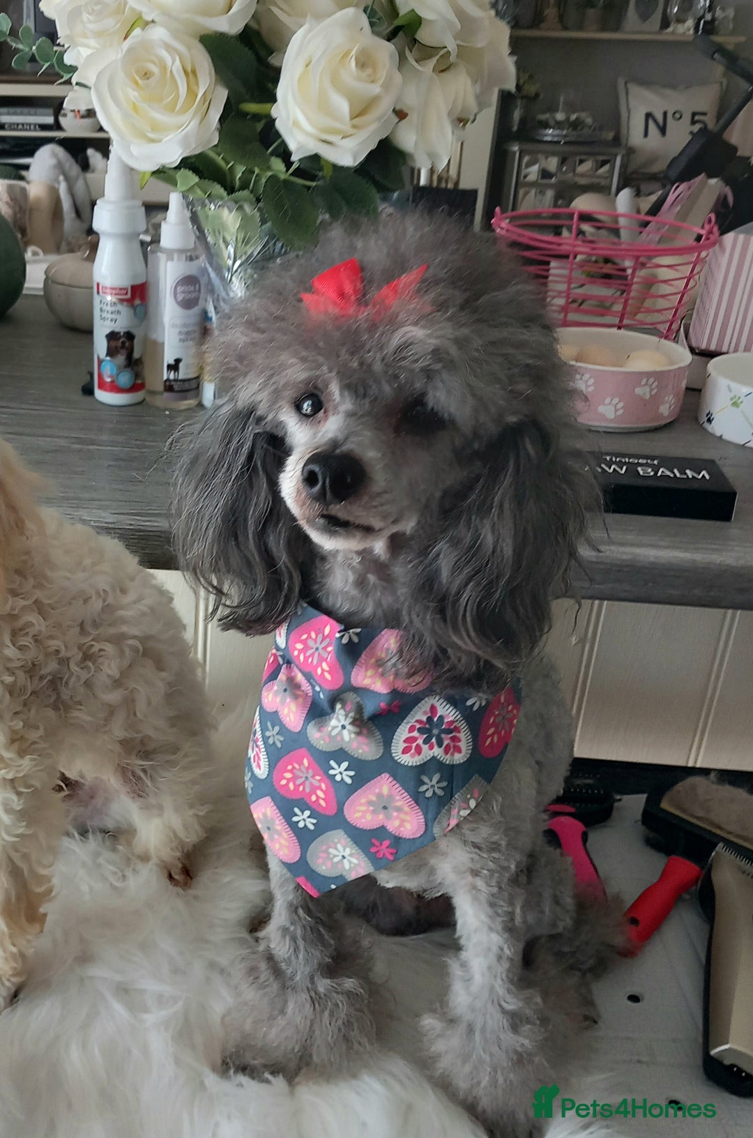 Toy Poodle dogs for stud: *STUD AVAILABLE*FULL PEDIGREE SILVER TOY POODLE in Colwyn Bay - Image 3