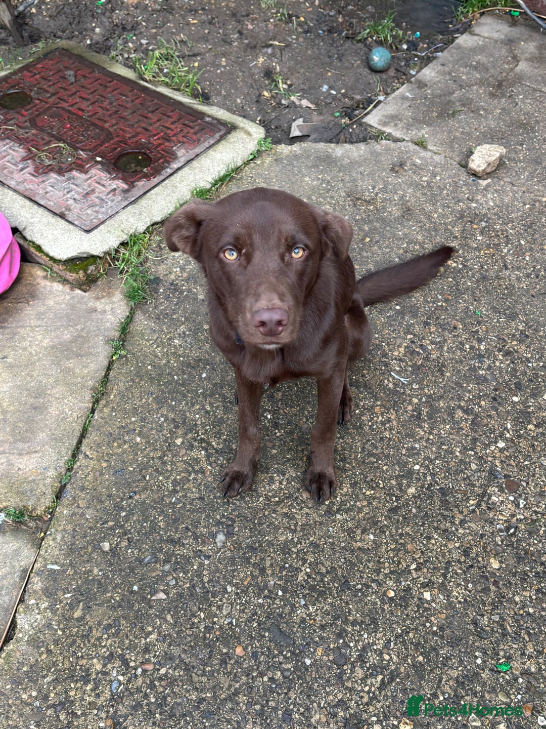 Borador dogs for sale: Colli cross lab  - Advert 3