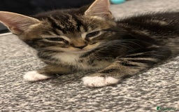 Bengal cats for sale: 2 female bengals  - Image 2