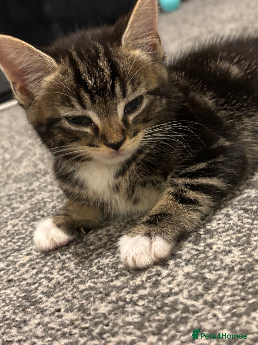 Bengal cats for sale: 2 female bengals  - Image 2