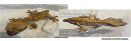 Gecko reptiles for sale: Juvenile Crested Geckos x6  - Advert 6