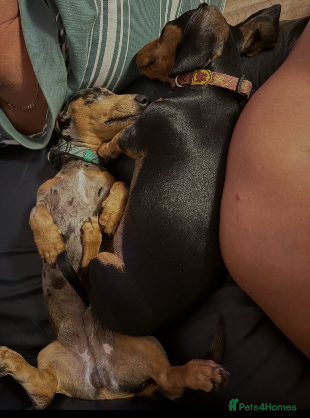 Miniature Dachshund dogs for sale: Male Silver Dapple Miniature Dachshund's  - Image 14