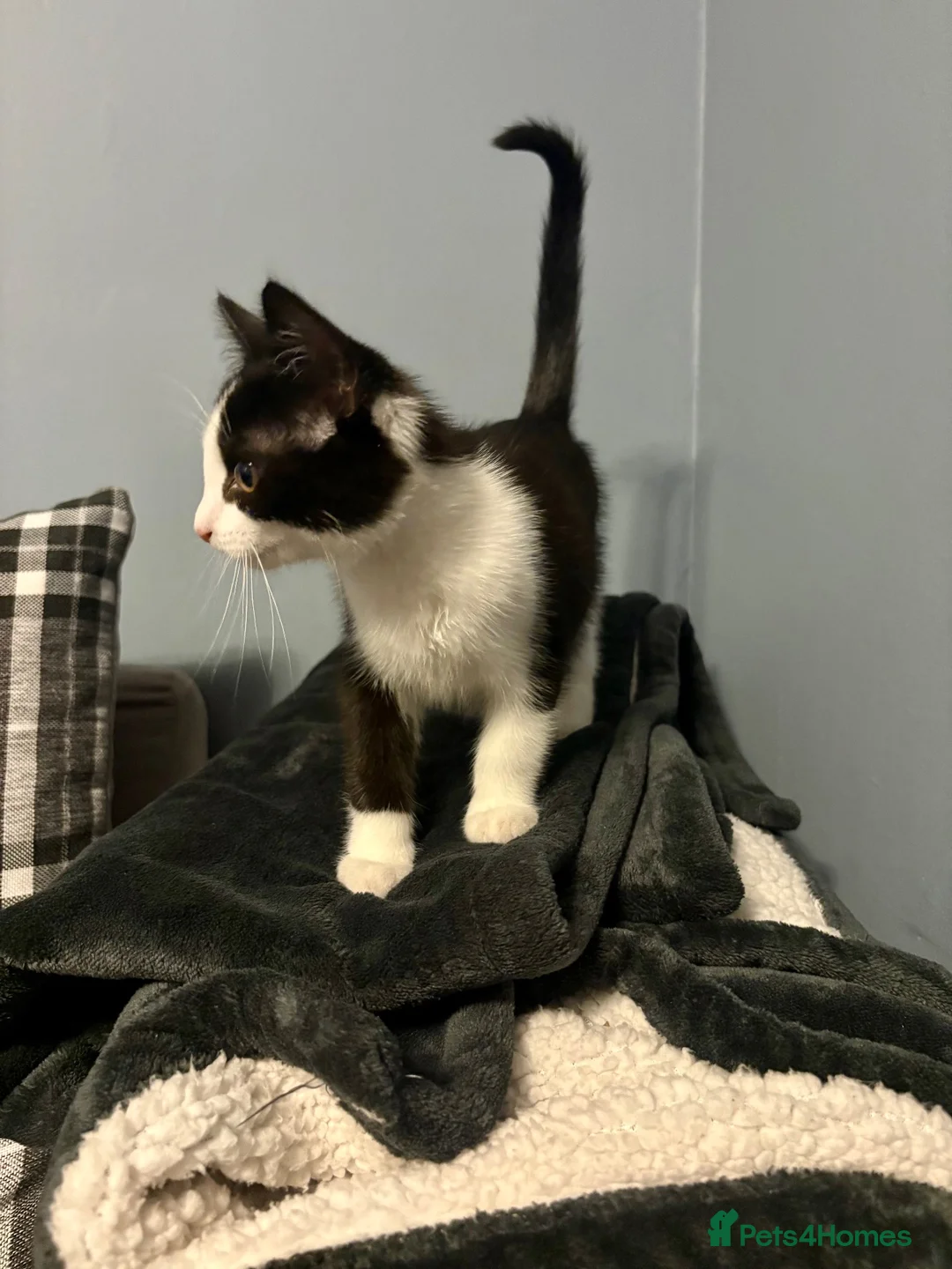 British Shorthair cats for sale: Male black and white 10 week kitten  in Hayes - Advert 4