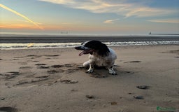 English Springer Spaniel dogs for sale: Working English springer spaniel - Image 6
