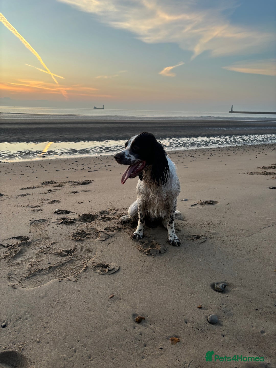 English Springer Spaniel dogs for sale: Working English springer spaniel - Image 6