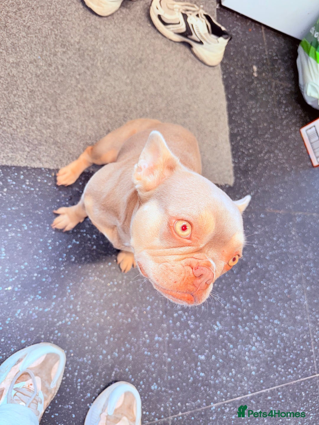 French Bulldog dogs for sale: Bambi - Image 1