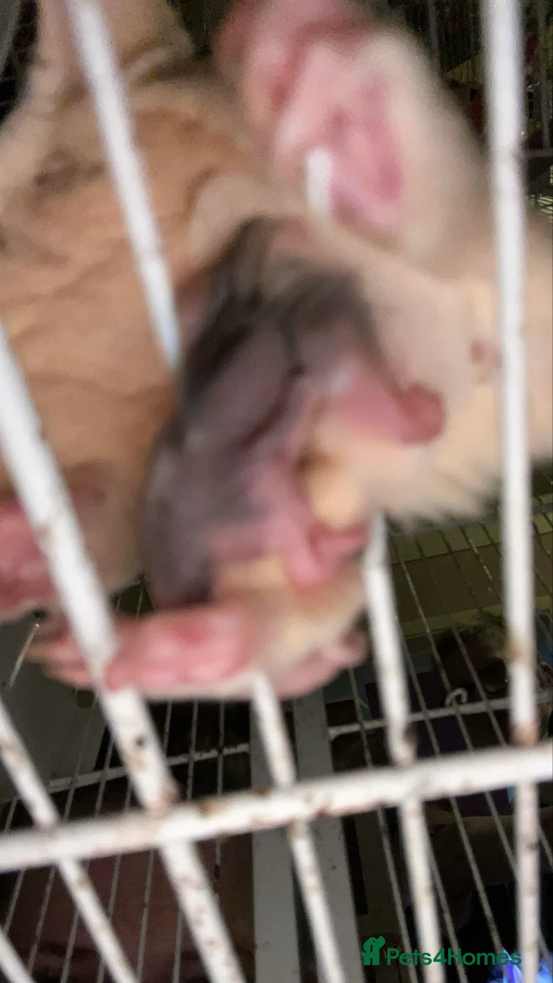 Sugar Glider rodents for sale: Tame sugar glider baby - Advert 11