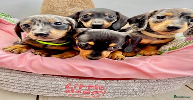 Miniature Dachshund dogs - Advert 5