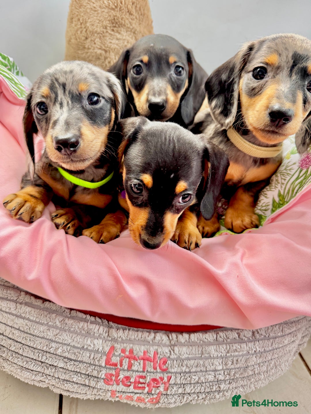 Miniature Dachshund dogs for sale: ✨ Adorabla Mini Kc PRA clear ready now  ✨✨ - Image 7