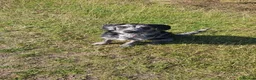 Mixed Breed dogs for sale: Rottweiler cross collie - Advert 3