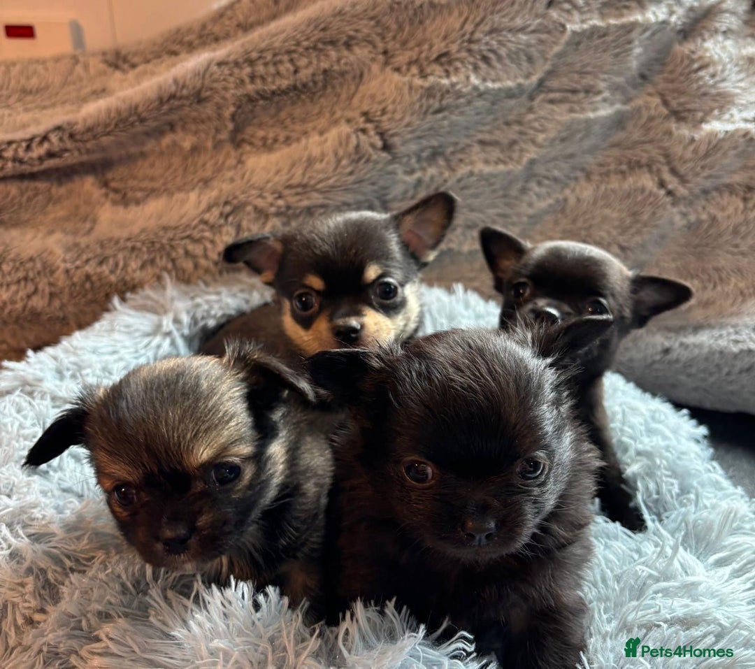 Chihuahua dogs for sale: Pure Breed Chihuahua  - Image 21