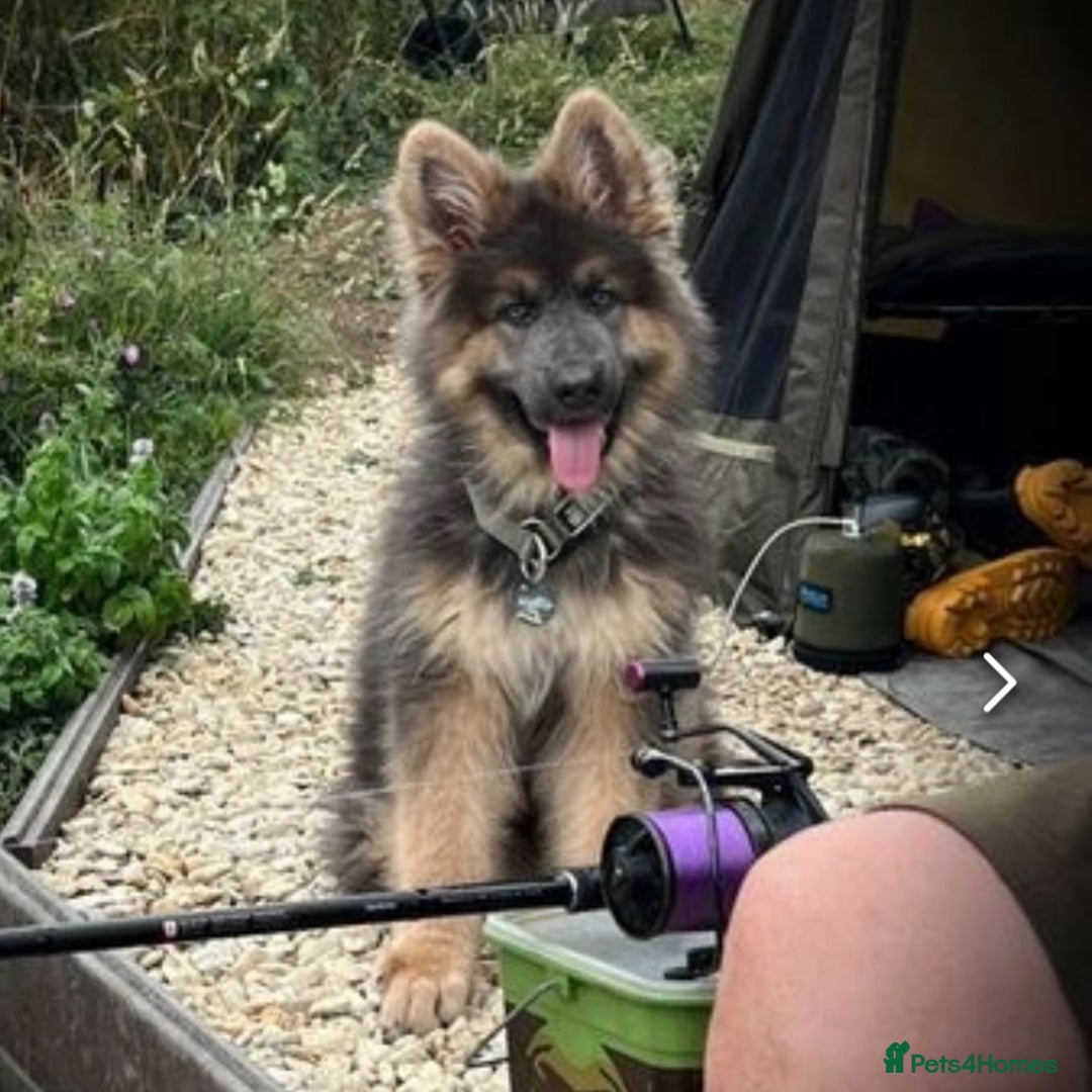 German Shepherd dogs for sale: 💙KC health tested parents 💙 - Advert 18