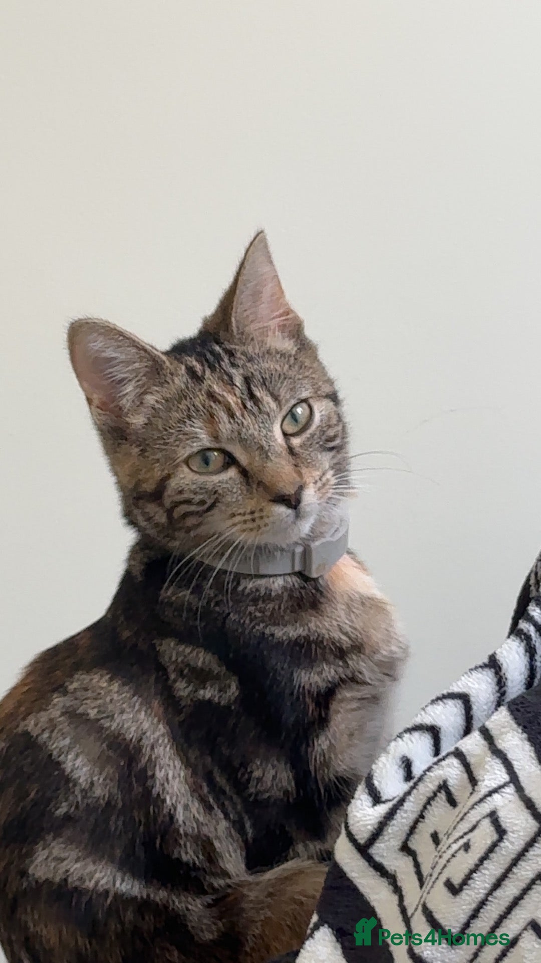Domestic Shorthair cats Urgent Cat for Sale (Collection available today) - Advert 4