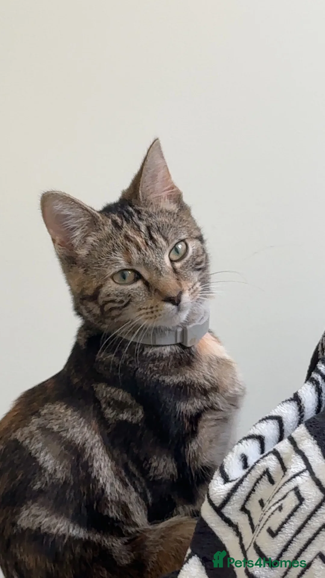 Domestic Shorthair cats for sale: Urgent Cat for Sale (Collection available today) - Advert 1