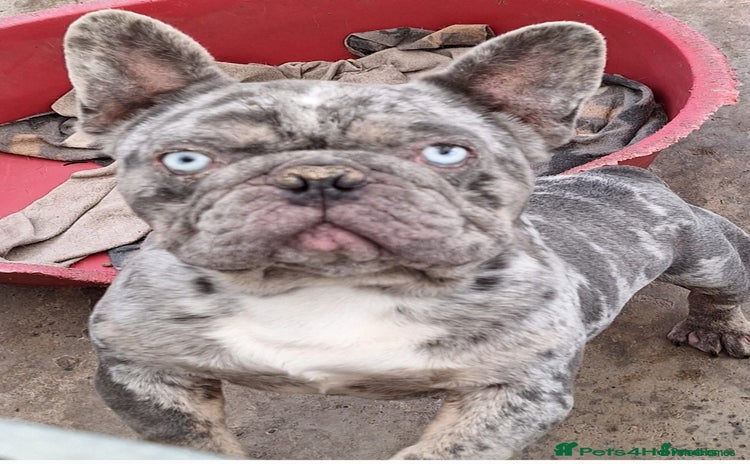 French Bulldog dogs - Advert 11