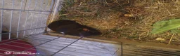 Guinea Pig rodents for sale: A very sad rehoming due to relocation  in High Wycombe - Advert 9