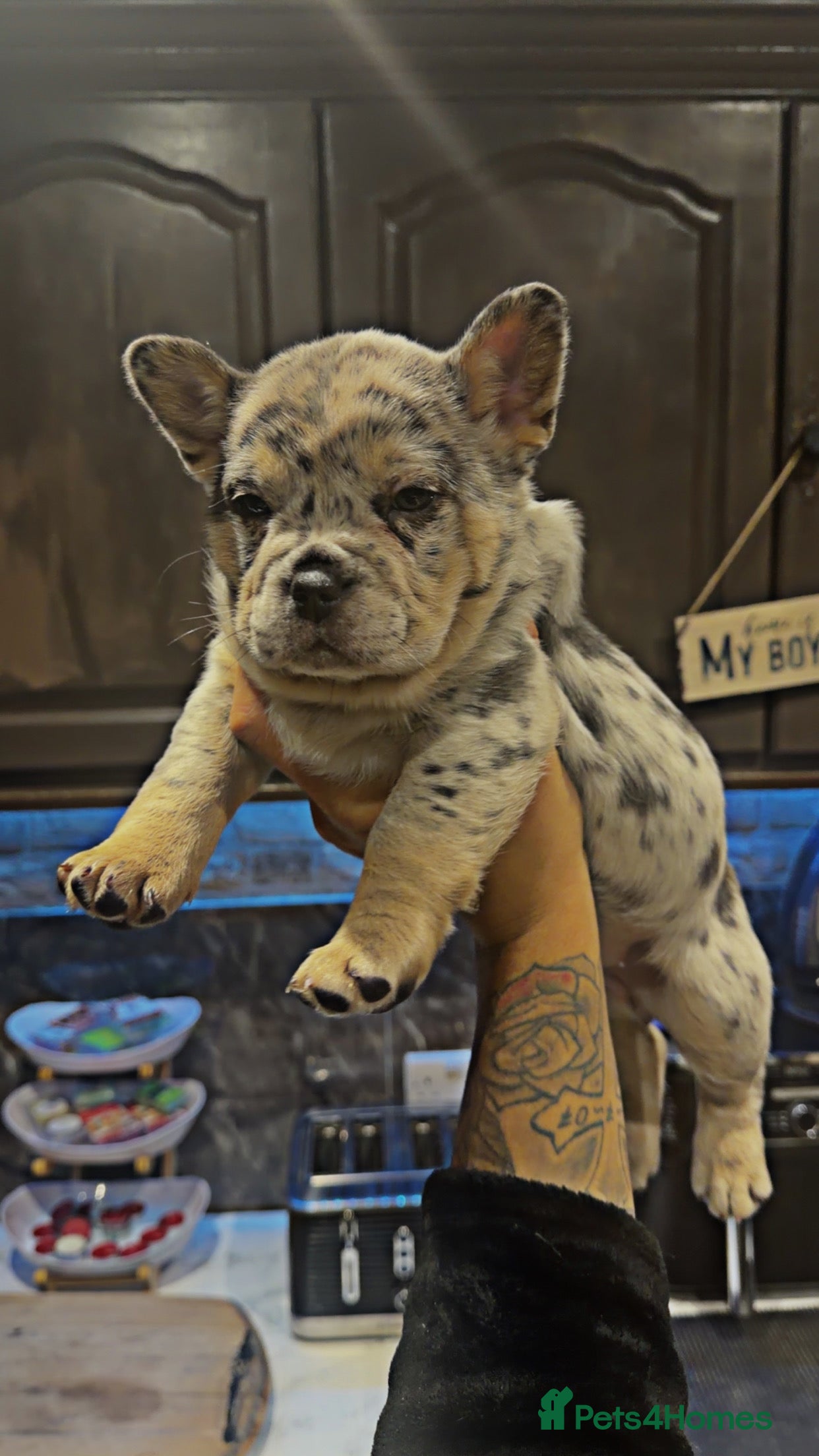 Chow Chow dogs French chows  - Advert 15