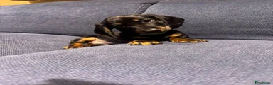 Miniature Dachshund 2