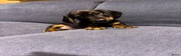 Miniature Dachshund dogs for sale: lovely miniature dachshunds puppies for salele in Warrington - Advert 4