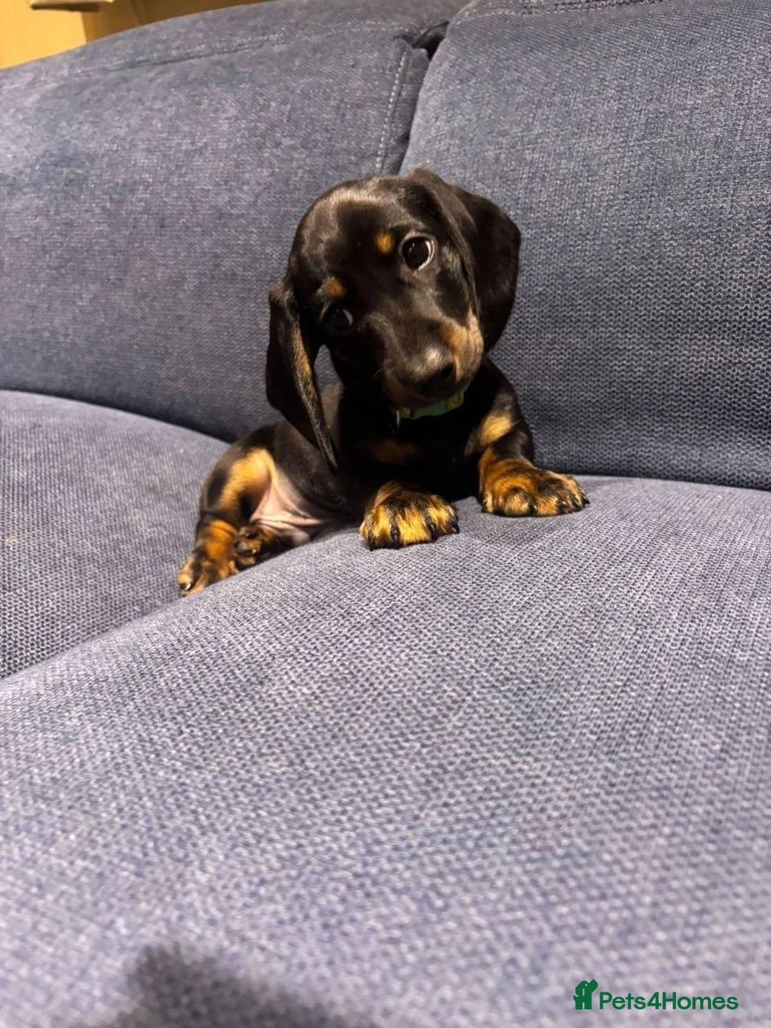 Miniature Dachshund dogs for sale: lovely miniature dachshunds puppies for salele in Warrington - Advert 4