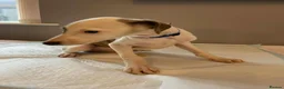 Whippet dogs for sale: Whippets  - Advert 31