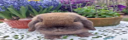 Mini Lop rabbits for sale: GREAT TYPE MINI LOP BUCK - Advert 3