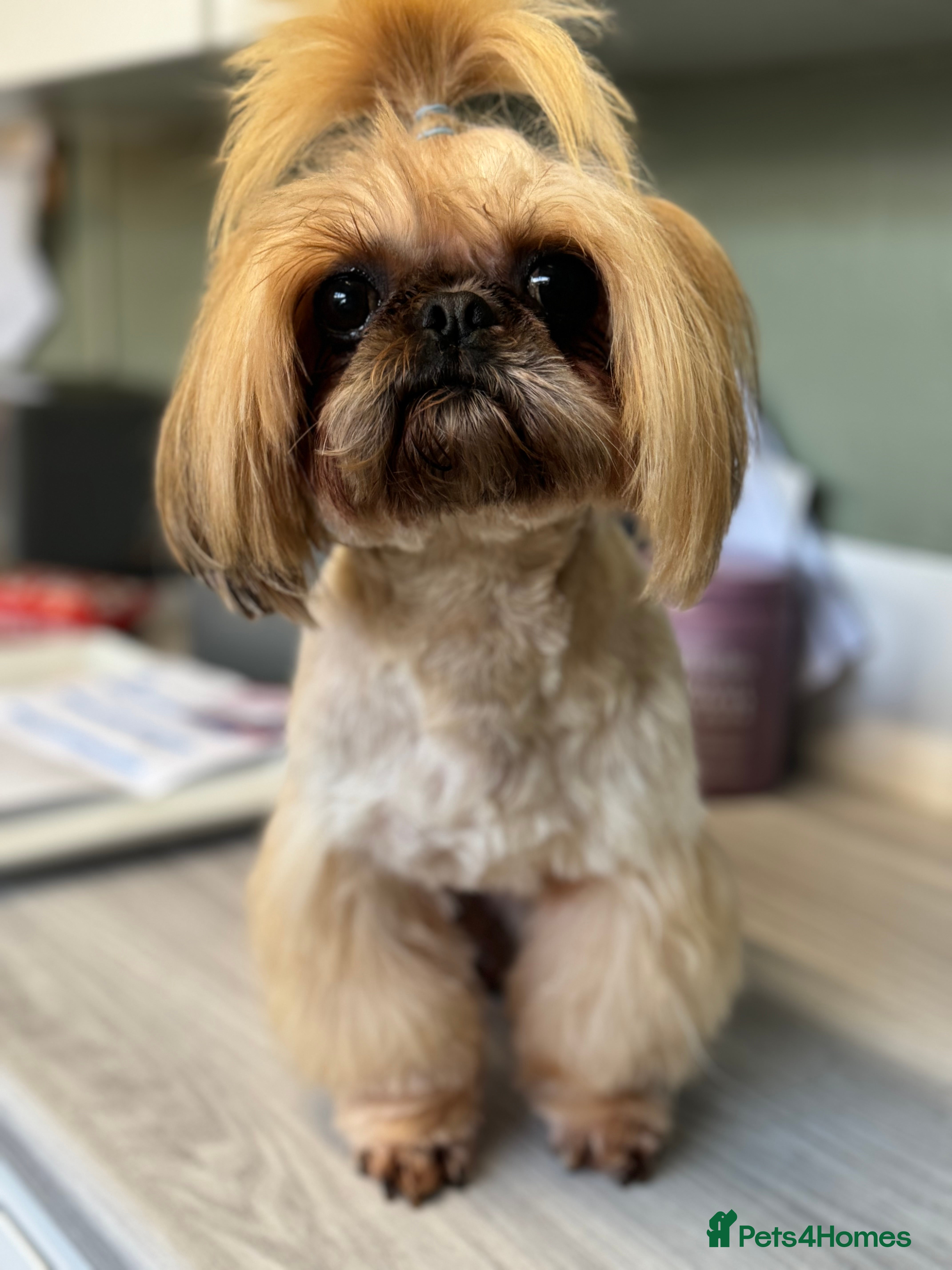 Shih Tzu dogs Imperial Shih Tzu STUD ONLY  in Crewe - Advert 4