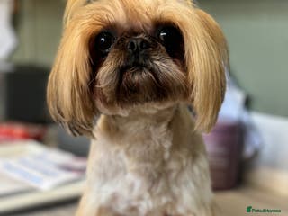 Shih Tzu dogs Imperial Shih Tzu STUD ONLY in Crewe - Advert 4