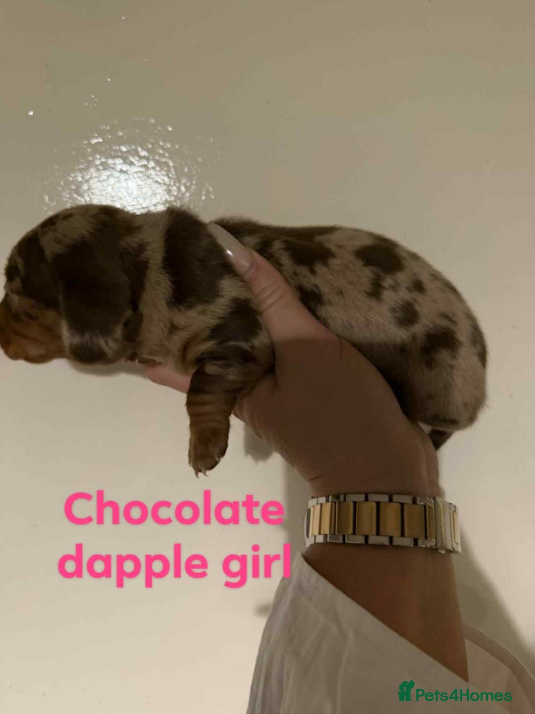 Miniature Dachshund dogs for sale: Stunning Miniature Dachshund kc reg READY NOW 🎄🎄 - Advert 29