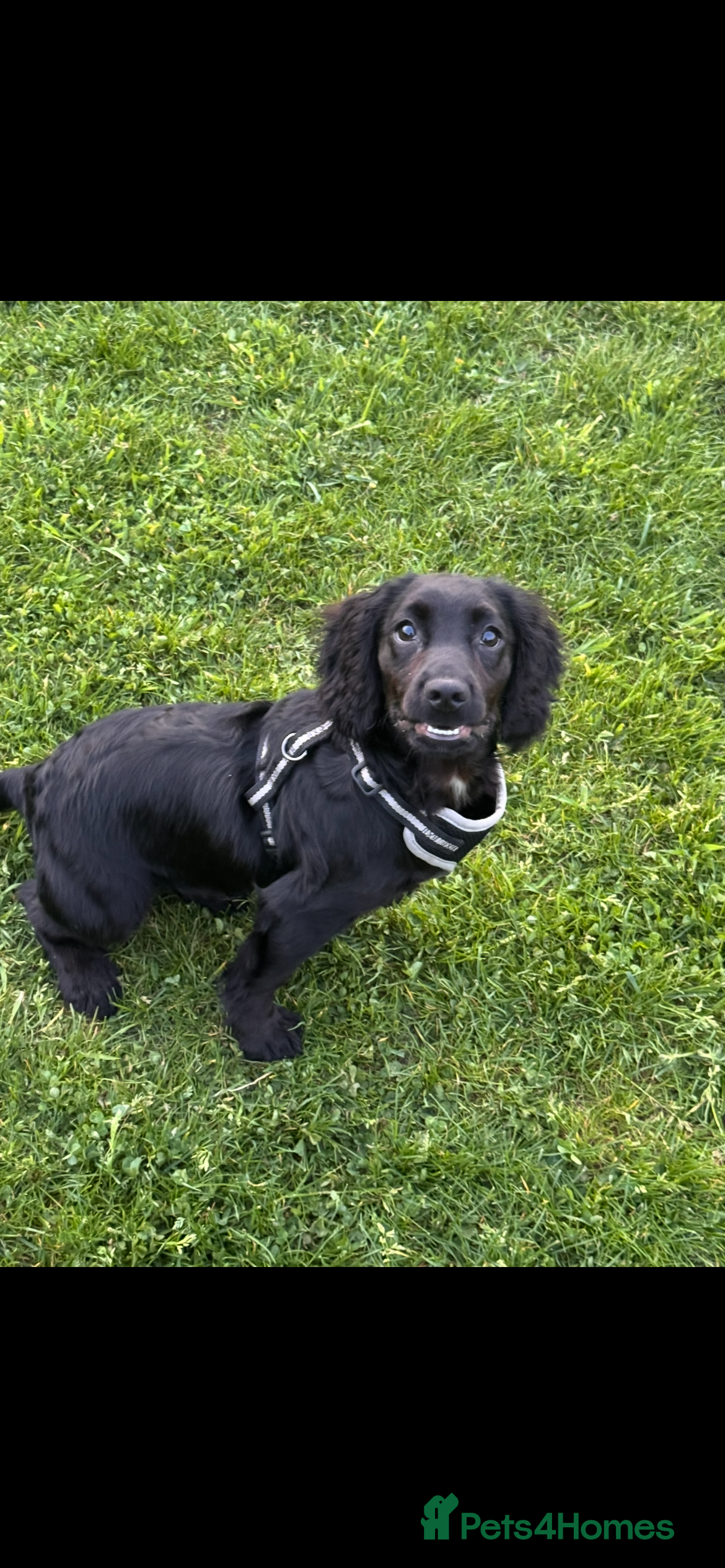 Milo