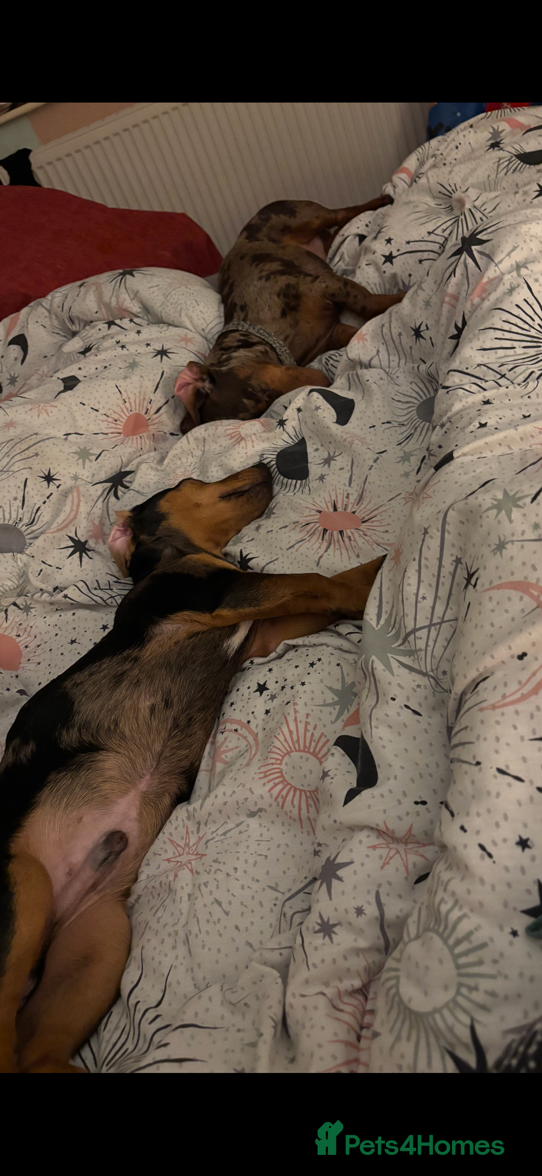 Mixed Breed dogs for sale: Handsome boy  - Advert 12