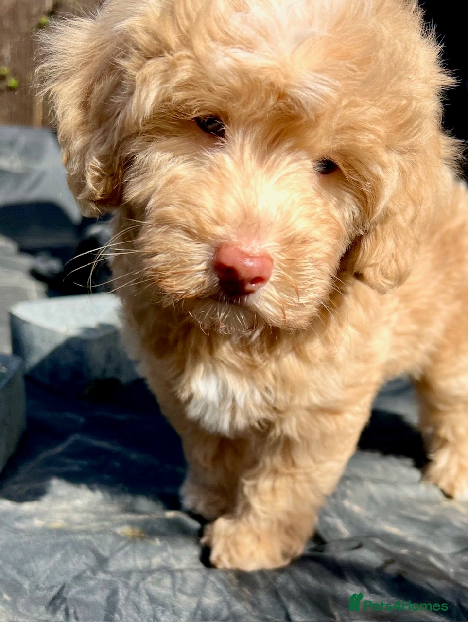 Labradoodle dogs LAST ONE! Mini Labradoodle READY NOW! - Advert 2